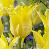 Hectarul - Bulbi de lalea Ballade Gold, 5 bulbi